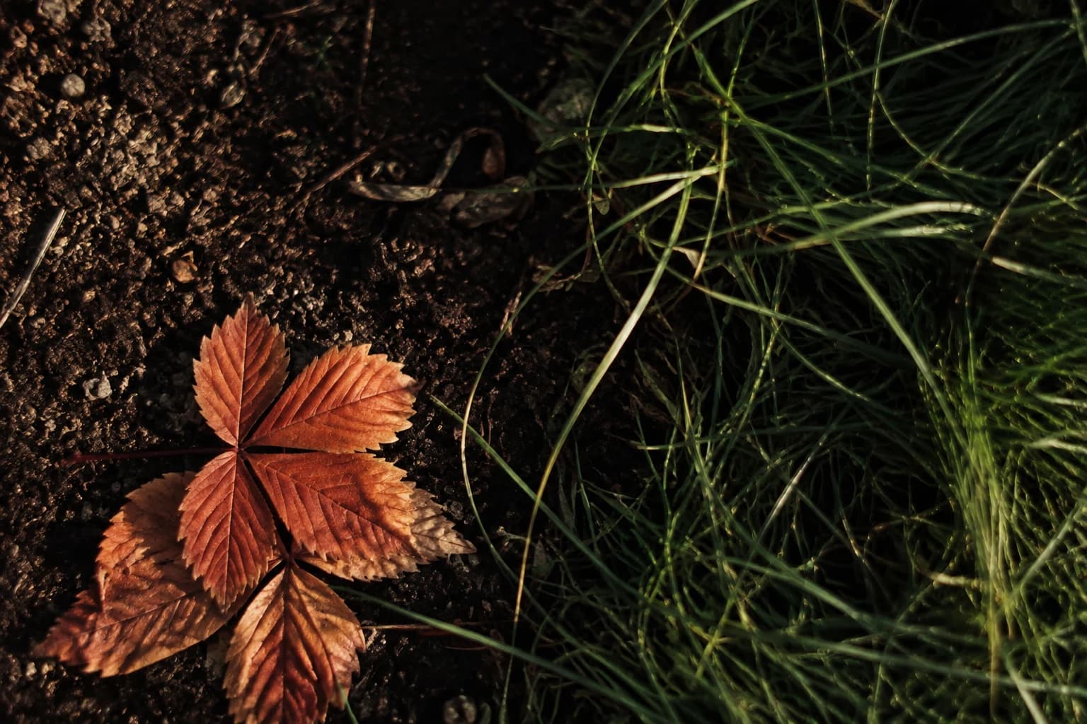 Hojas de otoño sobre tierra y césped