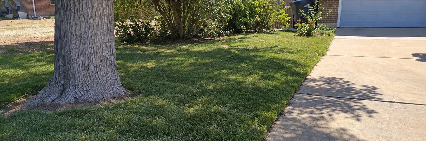 Lawn edged around a tree and beside a concrete driveway